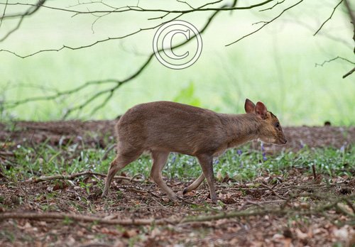 Muntjac 2